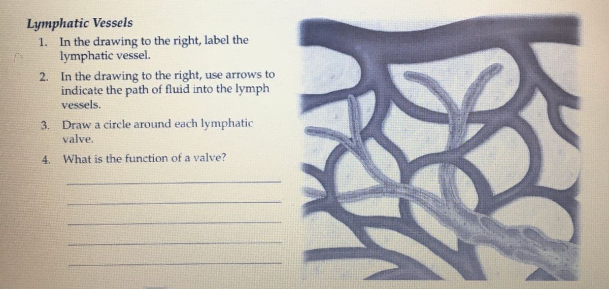 Lymphatic Vessels
1. In the drawing to the right, label the
lymphatic vessel.
2. In the drawing to the right, use arrows to
indicate the path of fluid into the lymph
vessels.
3.
Draw a circle around each lymphatic
valve.
4. What is the function of a valve?