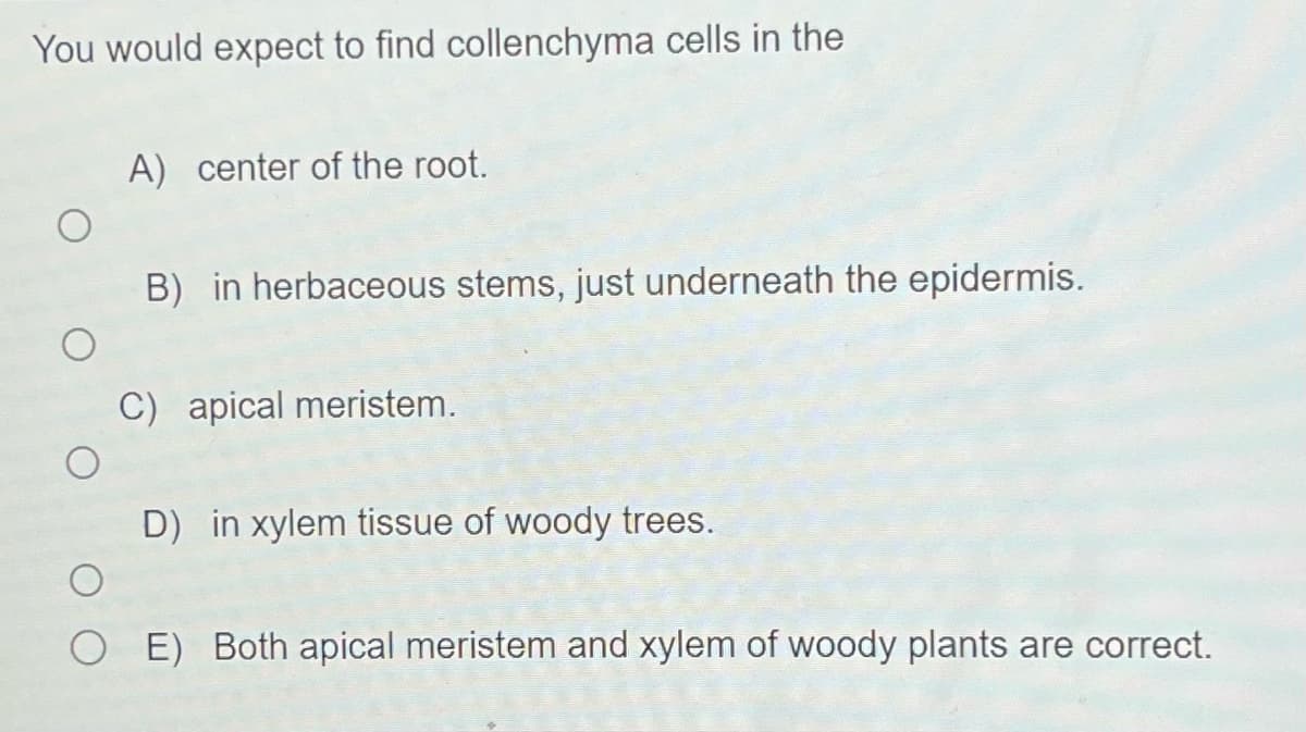 You would expect to find collenchyma cells in the
O
A) center of the root.
B) in herbaceous stems, just underneath the epidermis.
C) apical meristem.
D) in xylem tissue of woody trees.
O E) Both apical meristem and xylem of woody plants are correct.
