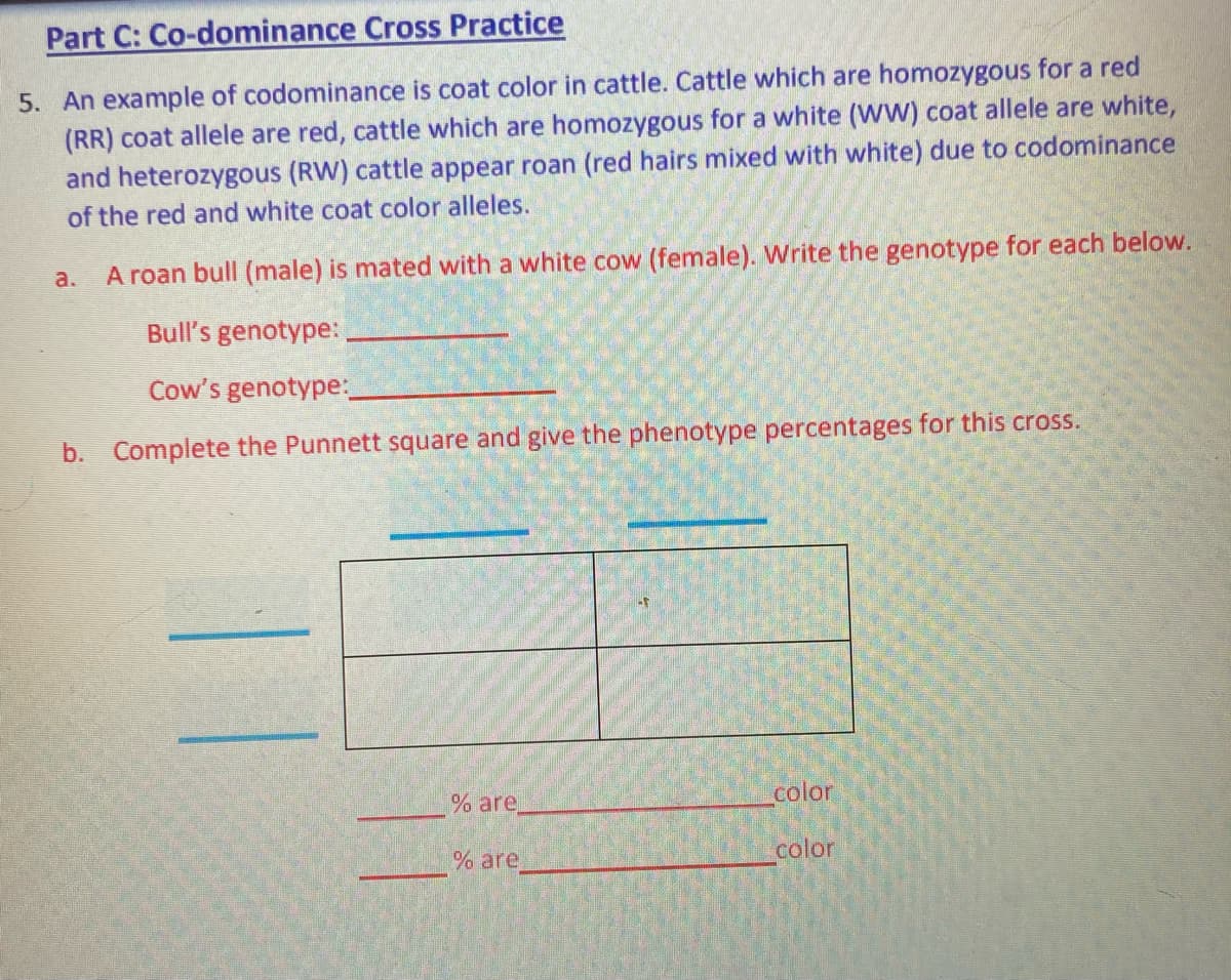 Part C: Co-dominance Cross Practice
5. An example of codominance is coat color in cattle. Cattle which are homozygous for a red
(RR) coat allele are red, cattle which are homozygous for a white (WW) coat allele are white,
and heterozygous (RW) cattle appear roan (red hairs mixed with white) due to codominance
of the red and white coat color alleles.
a.
A roan bull (male) is mated with a white cow (female). Write the genotype for each below.
Bull's genotype:
Cow's genotype:
b. Complete the Punnett square and give the phenotype percentages for this cross.
% are.
color
% are
color
