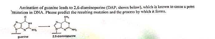 Amination of guanine leads to 2,6-diaminopurine (DAP; shown below). which is known to cause a point
mutation in DNA. Please predict the resulting mutation and the process by which it forms.
N.
'N'
NH:
guanine
2.0-diaminoputine
