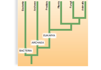 EUKARYA
ARCHAEA
ВАСTERIA
Bacteria
Archaea
Protists
Plants
Fungi
Animals
