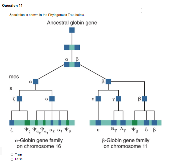 Question 11
Speciation is shown in the Phylogenetic Tree below.
Ancestral globin gene
mes
Bl
V Ya,Ya, a2 a, Yo
Gy Ay PB 8 ß
a-Globin gene family
on chromosome 16
B-Globin gene family
on chromosome 11
O True
False
