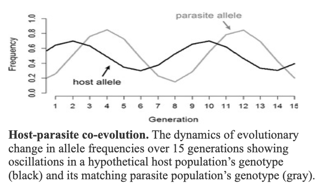 parasite allele
host allele
3
6 7 8
10 11 12 13 14 15
1
4
5
Generation
Host-parasite co-evolution. The dynamics of evolutionary
change in allele frequencies over 15 generations showing
oscillations in a hypothetical host population’s genotype
(black) and its matching parasite population's genotype (gray).
Frequency
0.0 0.2 0.4 0.6 0.8 1.0
