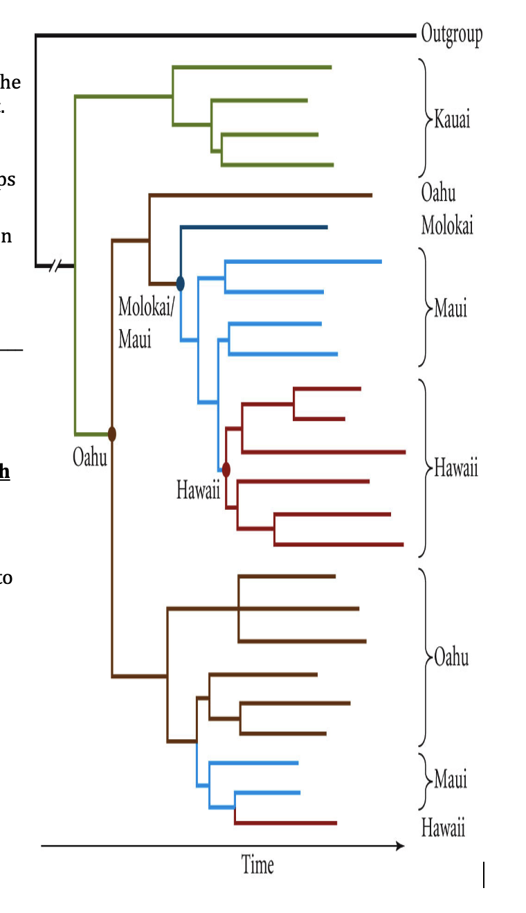 - Outgroup
he
Kauai
Oahu
Molokai
Molokai/
Maui
Maui
Oahu
h
Hawaii
Hawaii
Oahu
Maui
Hawaii
Time
