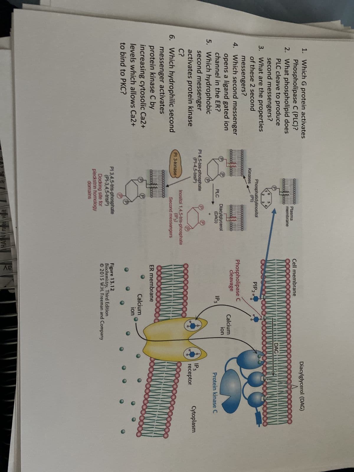 1. Which G protein activates
Phospholipase C (PLC)?
2. What phospholipid does
PLC cleave to produce
second messengers?
3. What are the properties
of these 2 second
messengers?
4. Which second messenger
opens a ligand gated ion
channel in the ER?
5. Which hydrophobic
second messenger
activates protein kinase
C?
6. Which hydrophilic second
messenger activates
protein kinase C by
increasing cytosolic Ca2+
levels which allows Ca2+
to bind to PKC?
Kinases
PI 3-kinase
2
Phosphatidylinositol
(PI)
PI 4,5-bis-phosphate
(PI-4,5-bisP)
PLC
Plasma
membrane
domains
0000
Diacylglycerol
(DAG)
Inositol 1,4,5-tris-phosphate
(IP₂)
Second messengers
PI 3,4,5-tris-phosphate
(PI-3,4,5-trisP)
Docking site for
pleckstrin homology
H
Cell membrane
PIP 2
Phospholipase C
cleavage
IP 3
ER membrane
ay
Calcium
ion
Calcium
ion
Figure 13.12
Biochemistry, Third Edition
2015 W.H. Freeman and Company
Diacylglycerol (DAG)
DAGI
TAKMINMA
Protein kinase C
IP3
receptor
Cytoplasm
MINIM
