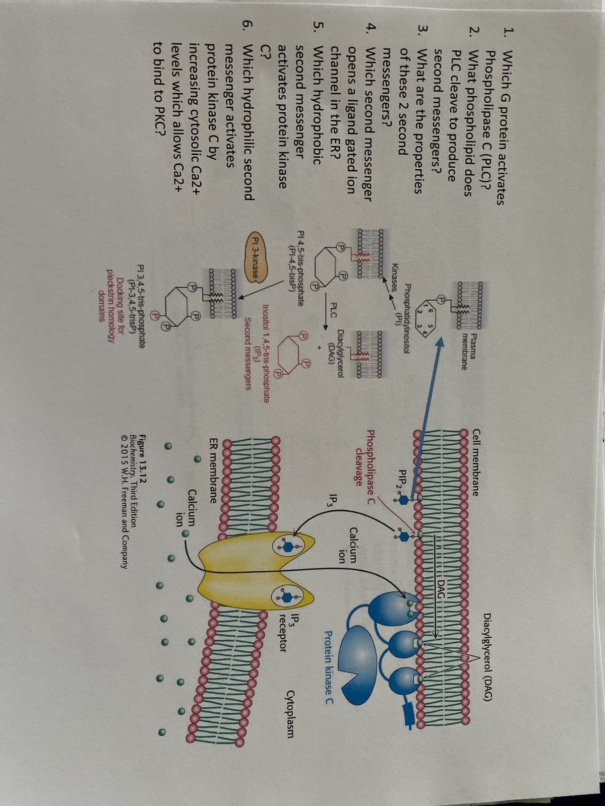 1. Which G protein activates
Phospholipase C (PLC)?
2. What phospholipid does
PLC cleave to produce
second messengers?
3. What are the properties
of these 2 second
messengers?
4. Which second messenger
opens a ligand gated ion
channel in the ER?
5. Which hydrophobic
second messenger
activates protein kinase
C?
6. Which hydrophilic second
messenger activates
protein kinase C by
increasing cytosolic Ca2+
levels which allows Ca2+
to bind to PKC?
Kinases
2
Phosphatidylinositol
(PI)
PI 3-kinase
PLC
PI 4,5-bis-phosphate
(PI-4,5-bisP)
Plasma
membrane
cog
Diacylglycerol
(DAG)
Inositol 1,4,5-tris-phosphate
(IP3)
Second messengers
PI 3,4,5-tris-phosphate
(PI-3,4,5-trisP)
domains
000
Docking site for
pleckstrin homology
Cell membrane
PIP 20
Phospholipase C
cleavage
IP 3
VIVAL
ER membrane
00
Calcium
ion
iii DAG
Calcium
ion
Figure 13.12
Biochemistry, Third Edition
2015 W.H. Freeman and Company
Diacylglycerol (DAG)
Protein kinase C
IP 3
receptor
MY
99
Cytoplasm