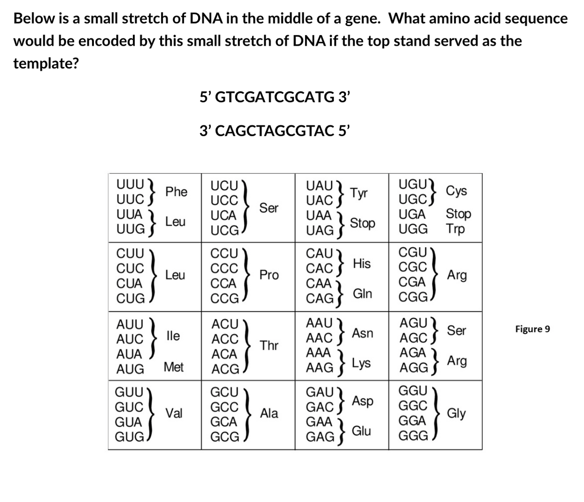 Below is a small stretch of DNA in the middle of a gene. What amino acid sequence
would be encoded by this small stretch of DNA if the top stand served as the
template?
5' GTCGATCGCATG 3'
3' CAGCTAGCGTAC 5'
UGU Cys
UGCS
UUU
UCU
UCC
UAU
Tyr
UAC S
Phe
UUC
Ser
Stop
UGG Trp
UUA
UGA
UCA
UCG
UAA
Leu
Stop
UUG
UAG
CGU
CGC
CUU
CCU
CAU
His
CAC
СА
CUC
ССС
Leu
Pro
Arg
CUA
ССА
CGA
CUG
СCG
CAG
Gln
CG.
AGU
AUU
AUC
AUA
}
ACU
АСC
АСА
АCG
AAU
ААС
AAA
AAG
Asn
Ser
Figure 9
lle
AGC.
AGA
Thr
Lys
Arg
AGG S
AUG
Met
GAU
Asp
GAC S
GAA
GGU
GGC
GGA
GGG
GUU
GUC
GCU
GCC
GCA
GCG
Val
Ala
Gly
GUA
GUG
Glu
GAG
