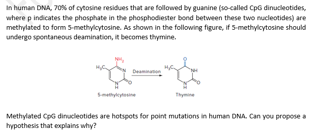 In human DNA, 70% of cytosine residues that are followed by guanine (so-called CpG dinucleotides,
where p indicates the phosphate in the phosphodiester bond between these two nucleotides) are
methylated to form 5-methylcytosine. As shown in the following figure, if 5-methylcytosine should
undergo spontaneous deamination, it becomes thymine.
NH,
Deamination
NH
5-methylcytosine
Thymine
Methylated CpG dinucleotides are hotspots for point mutations in human DNA. Can you propose a
hypothesis that explains why?
