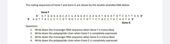 The coding sequences of Gene F and Gene G are shown by the double-stranded DNA below:
Gene F
5' ATGGGAGCACCAGGACAAGATGGATATCATTAG 3'
3' AGTTACCCTC GT GG TCCTGTTCTACCTATAGTAS
Gene G
Questions:
1. Write down the messenger RNA sequence when Gene F is transcribed.
2. Write down the polypeptide chain when Gene F is completely expressed.
3. Write down the messenger RNA sequence when Gene G is transcribed.
4. Write down the polypeptide chain when Gene G is completely expressed.
