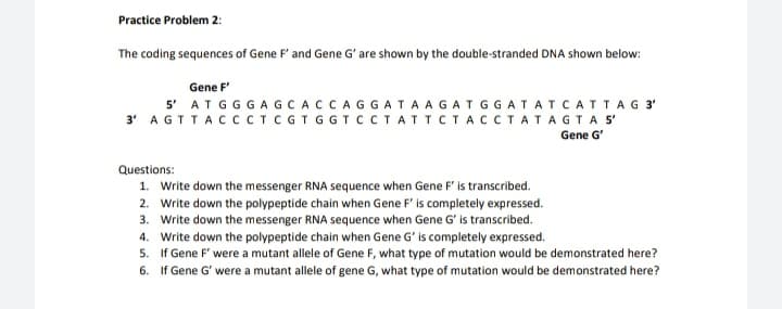 Practice Problem 2:
The coding sequences of Gene F' and Gene G'are shown by the double-stranded DNA shown below:
Gene F
5' ATGGGAGCACCAGGATAAGATGGATATCATTAG 3'
3' AGTTACCcCTCGT GGTCCTATTCTACCTATAGTA 5'
Gene G'
Questions:
1. Write down the messenger RNA sequence when Gene F' is transcribed.
2. Write down the polypeptide chain when Gene F' is completely expressed.
3. Write down the messenger RNA sequence when Gene G' is transcribed.
4. Write down the polypeptide chain when Gene G' is completely expressed.
5. If Gene F' were a mutant allele of Gene F, what type of mutation would be demonstrated here?
6. If Gene G' were a mutant allele of gene G, what type of mutation would be demonstrated here?
