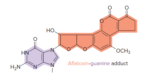 HO
HN
OCH3
Aflatoxin-guanine adduct
H,N
