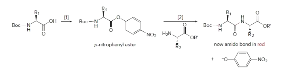 R1
R,
[1]
[2]
н
OH
Bọc-N
н
Bọc-
OR'
Bọc
Н
`NO, H2N,
OR
R2
p-nitrophenyl ester
new amide bond in red
-NO2
