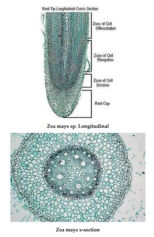 Root Tip Longitudinal Cross Section
Zone of Cell
Diferentation
Zone of Cell
Elongafon
Zone of Cell
Division
Root Cap
Zea mays sp. Longitudinal
Zea mays x-section
