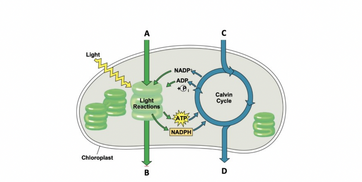 A
Light
NADPt
ADP
Light
Reactions
Calvin
Сycle
ATP
NADPH
Chloroplast
В
D
