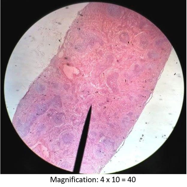 Magnification: 4 x 10 = 40
