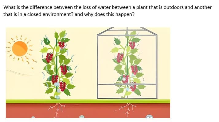 What is the difference between the loss of water between a plant that is outdoors and another
that is in a closed environment? and why does this happen?
FELL