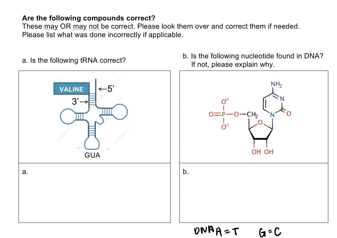 Are the following compounds correct?
These may OR may not be correct. Please look them over and correct them if needed.
Please list what was done incorrectly if applicable.
b. Is the following nucleotide found in DNA?
If not, please explain why.
a. Is the following tRNA correct?
NH2
VALINE
<5'
N.
3'-
0=P-0-CH2
ОН ОН
GUA
a.
b.
DNAA=T
G=C
