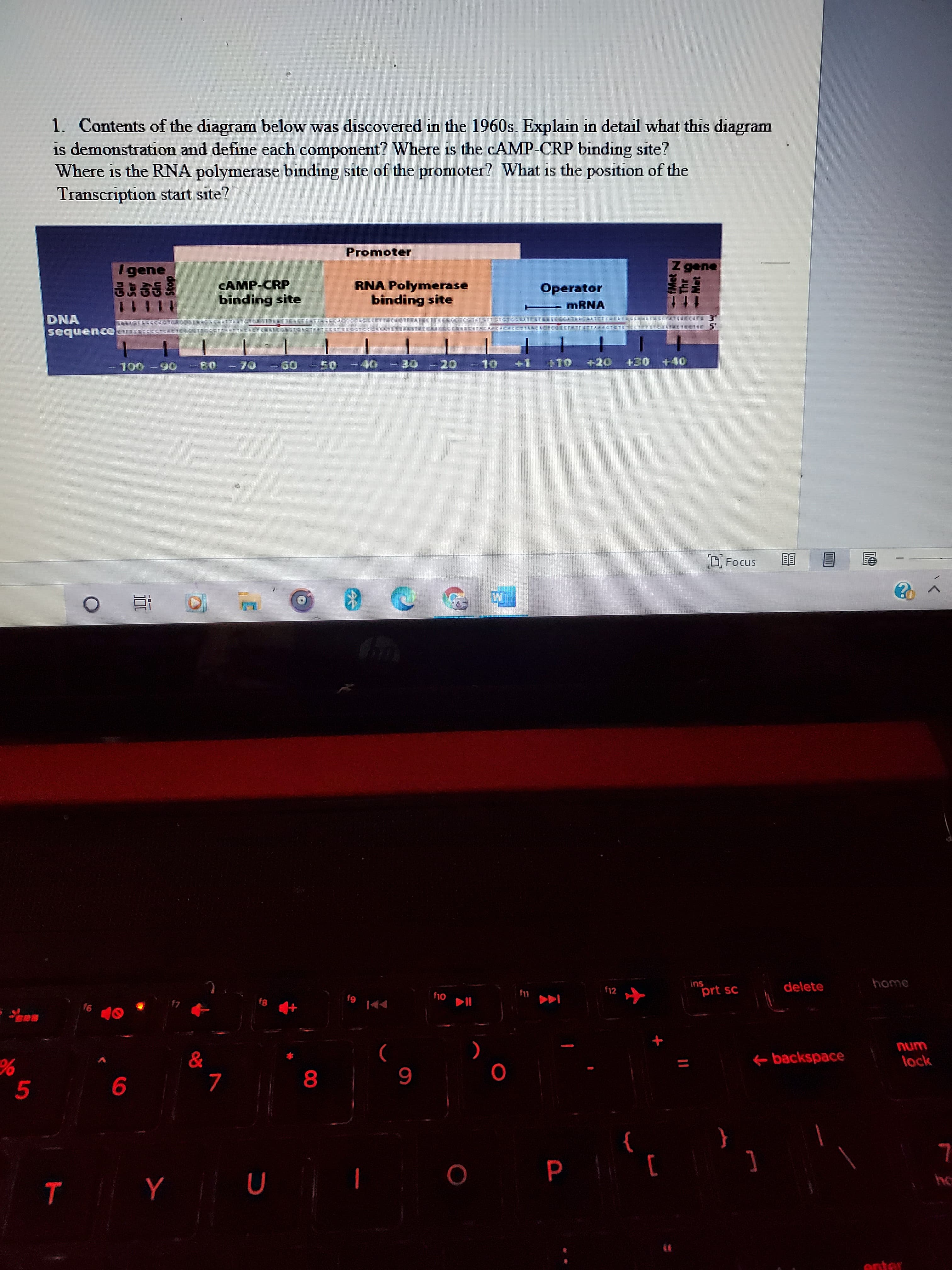1. Contents of the diagram below was discovered in the 1960s. Explain in detail what this diagram
is demonstration and define each component? Where is the CAMP-CRP binding site?
Where is the RNA polymerase binding site of the promoter? What is the position of the
Transcription start site?
Promoter
I gene
Z gene
CAMP-CRP
binding site
RNA Polymerase
binding site
Operator
MRNA
DNA
sequence
-100-90
一B0 -70
-60 -50一40 -30 -20 -10
+1 +10
十20 小30 +40)
MetN
-Thr
- Met
