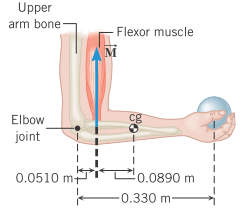 Upper
arm bone
Flexor muscle
M
Elbow
cg
joint
0.0510 mt
0.0890 m
0.330 m-
