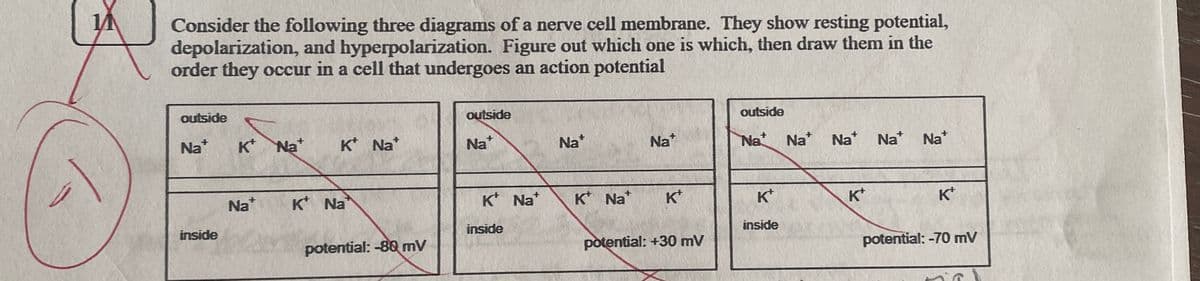 Consider the following three diagrams of a nerve cell membrane. They show resting potential,
depolarization, and hyperpolarization. Figure out which one is which, then draw them in the
order they occur in a cell that undergoes an action potential
outside
+
Na*
inside
K*
Na*
Nat
K Nat
K Na
potential: -80 mV
outside
+
Na
K* Na*
inside
Na+
K Nat
Na*
K+
potential: +30 mV
outside
Na Na Na Na*
K+
inside
K*
Na*
Kt
potential: -70 mV