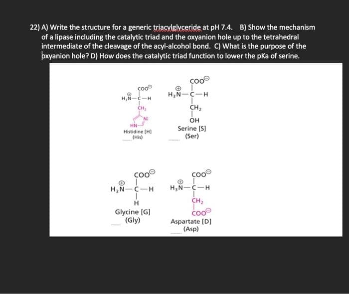 22) A) Write the structure for a generic triacvlglyceride at pH 7.4. B) Show the mechanism
of a lipase including the catalytic triad and the oxyanion hole up to the tetrahedral
intermediate of the cleavage of the acyl-alcohol bond. C) What is the purpose of the
þxyanion hole? D) How does the catalytic triad function to lower the pKa of serine.
coo
coo
H,N-C-H
H,N-C-H
CH,
CH2
он
Serine (S)
(Ser)
HN
Histidine (H)
(His)
coo
co
H,N-C-H
H,N-C-H
H
CH,
Glycine (G)
(Gly)
coo
Aspartate [D]
(Asp)
