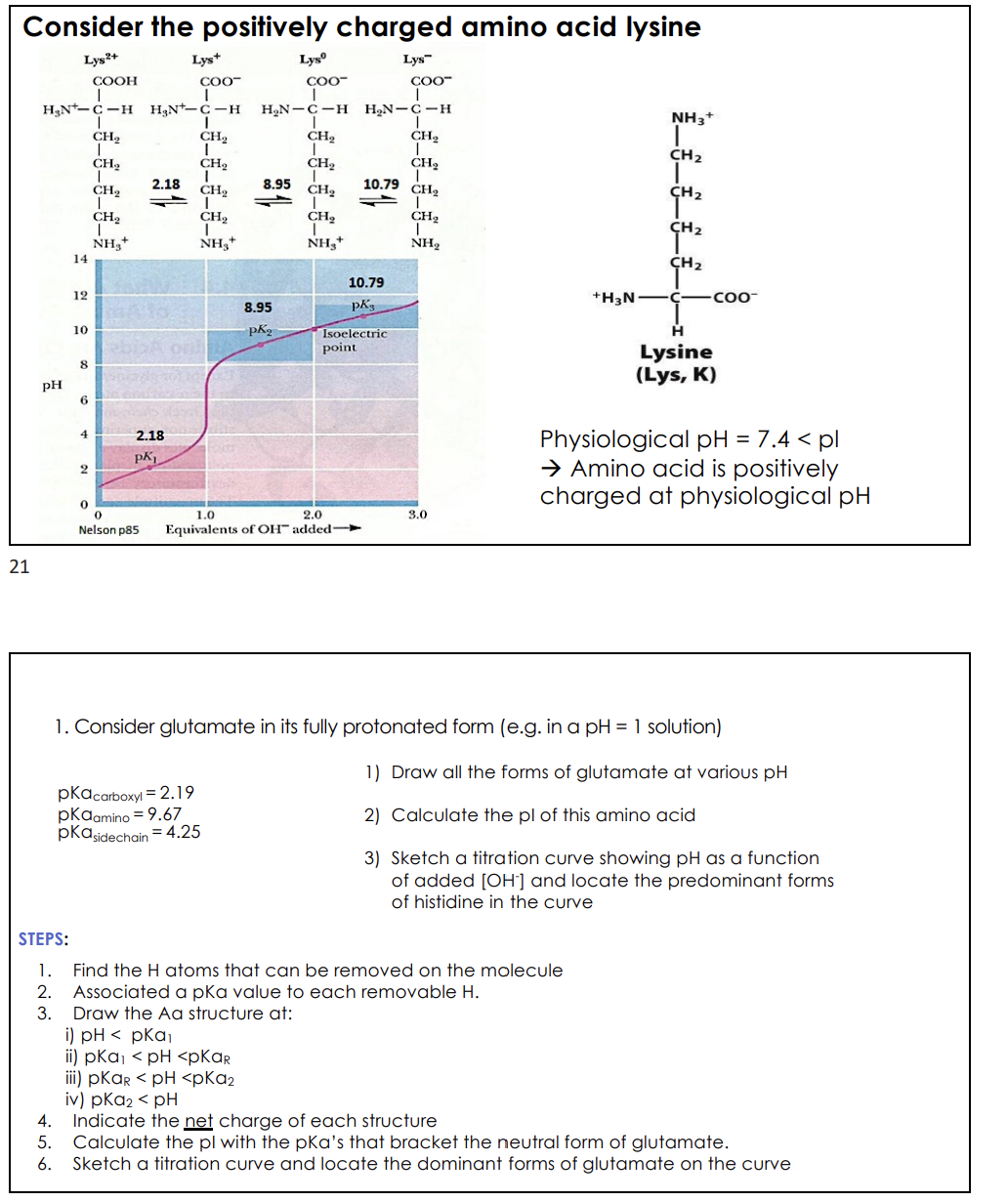 Consider the positively charged amino acid lysine
Lys2+
21
COOH
I
H&N-C-H
I
pH
14
12
10
8
6
4
2
0
CH₂
I
CH₂
I
CH₂
I
CH₂
T
NH₂+
0
Nelson p85
2.18
=
2.18
PK₁
Lys+
COO™
I
H₂N-C-H H₂N-C-H
ī
I
-----)
8.95
Lysº
8.95
pK₂
pka carboxyl = 2.19
pkaamino = 9.67
pka sidechain = 4.25
COO™
I
CH₂
I
CH₂
I
CH₂
I
CH₂
I
NH₂¹
1.0
2.0
Equivalents of OH added-
COO™
I
H₂N-C-H
I
10.79
1
10.79
pk
Isoelectric
point
Lys
CH₂2
I
CH₂
I
CH₂
I
CH₂
T
NH₂
3.0
+H3N
NH3+
T
CH₂
T
CH₂
CH₂
CH₂
-COO™
H
Lysine
(Lys, K)
Physiological pH = 7.4 < pl
→ Amino acid is positively
charged at physiological pH
1. Consider glutamate in its fully protonated form (e.g. in a pH = 1 solution)
1) Draw all the forms of glutamate at various pH
2) Calculate the pl of this amino acid
3) Sketch a titration curve showing pH as a function
of added [OH-] and locate the predominant forms
of histidine in the curve
STEPS:
1.
Find the H atoms that can be removed on the molecule
2.
Associated a pka value to each removable H.
3. Draw the Aa structure at:
i) pH < pka₁
ii) pka₁ < pH <pkaR
iii) pKar < pH <pka₂
iv) pka₂ < pH
4.
Indicate the net charge of each structure
5. Calculate the pl with the pka's that bracket the neutral form of glutamate.
6. Sketch a titration curve and locate the dominant forms of glutamate on the curve