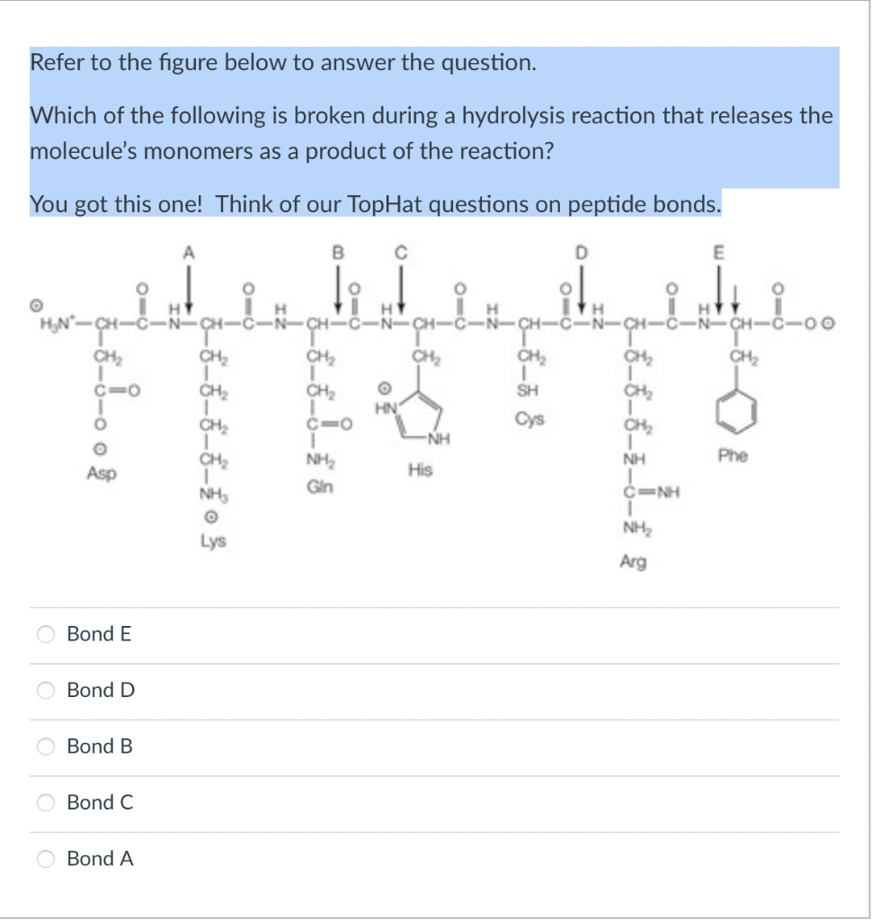Refer to the figure below to answer the question.
Which of the following is broken during a hydrolysis reaction that releases the
molecule's monomers as a product of the reaction?
You got this one! Think of our TopHat questions on peptide bonds.
с
O
C
O
O
O
CH₂
C10
O
Asp
Bond E
Bond D
Bond B
Bond C
Bond A
CH₂
1
CH₂
CH₂
1
CH₂
1
NH₂
O
Lys
010
B
H
-N-CH-
CH₂
I
CH₂
I
c=0
I
NH₂
Gin
H
O
HN
CH₂
NH
His
H
CH₂
I
SH
Cys
D
H
C-N-
CH₂
CH₂
CH₂
NH
CINH
NH₂
Arg
E
-N-CH-C
CH₂
Phe