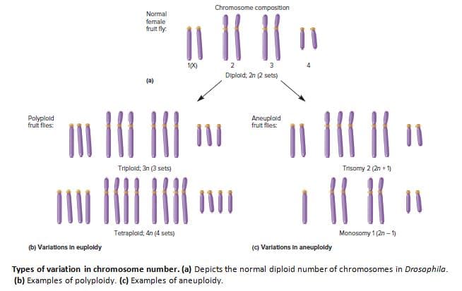 Chromosome composition
Normal
female
frult fly
10)
Diplold; 2n (2 sets)
(a)
Polyplold
frult fles:
Aneuploid
frult fles:
|3D
Triplold; 3n (3 sets)
Trisomy 2 (2n + 1)
%3D
Tetraplold; An (4 sets)
Mопosomy 1(2n - 1)
(b) Varlations In euploidy
(c) Varlations in aneuploldy
Types of variation in chromosome number. (a) Depicts the normal diploid number of chromosomes in Drosophila.
(b) Examples of polyploidy. (c) Examples of aneuploidy.
