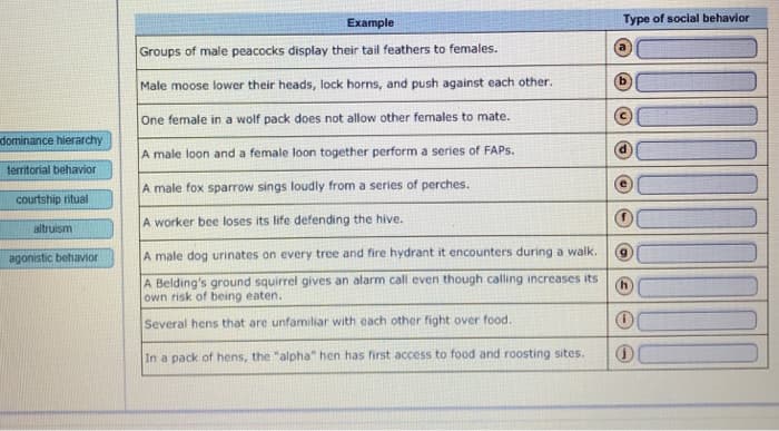dominance hierarchy
territorial behavior
courtship ritual
altruism
agonistic behavior
Example
Groups of male peacocks display their tail feathers to females.
Male moose lower their heads, lock horns, and push against each other.
One female in a wolf pack does not allow other females to mate.
A male loon and a female loon together perform a series of FAPS.
A male fox sparrow sings loudly from a series of perches.
A worker bee loses its life defending the hive.
A male dog urinates on every tree and fire hydrant it encounters during a walk.
A Belding's ground squirrel gives an alarm call even though calling increases its
own risk of being eaten.
Several hens that are unfamiliar with each other fight over food.
In a pack of hens, the "alpha" hen has first access to food and roosting sites.
Type of social behavior
(h)
Ⓡ