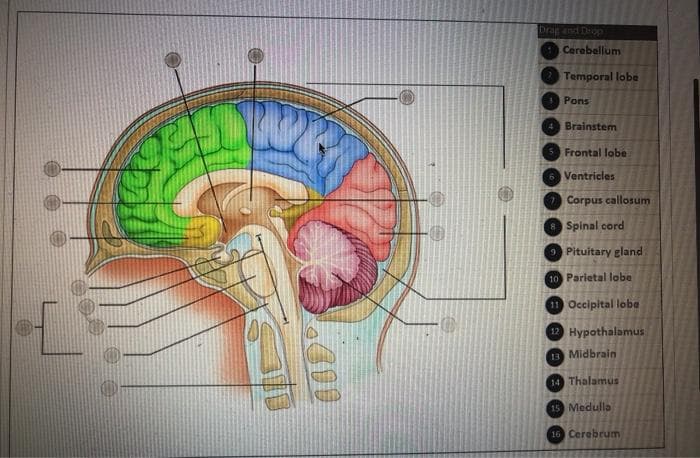 Drag and Drop
1 Cerebellum
2 Temporal lobe
3 Pons
4 Brainstem
5 Frontal lobe
6 Ventricles
Corpus callosum
8 Spinal cord
Pituitary gland
10 Parietal lobe
11 Occipital lobe
12 Hypothalamus
13 Midbrain
14 Thalamus
15 Medulla
16 Cerebrum