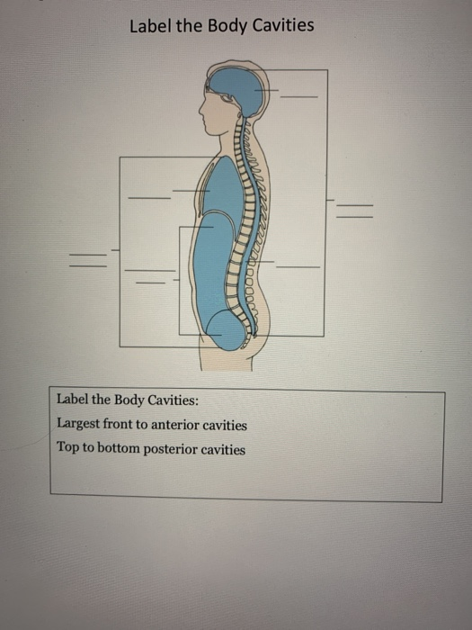 Label the Body Cavities
Label the Body Cavities:
Largest front to anterior cavities
Top to bottom posterior cavities