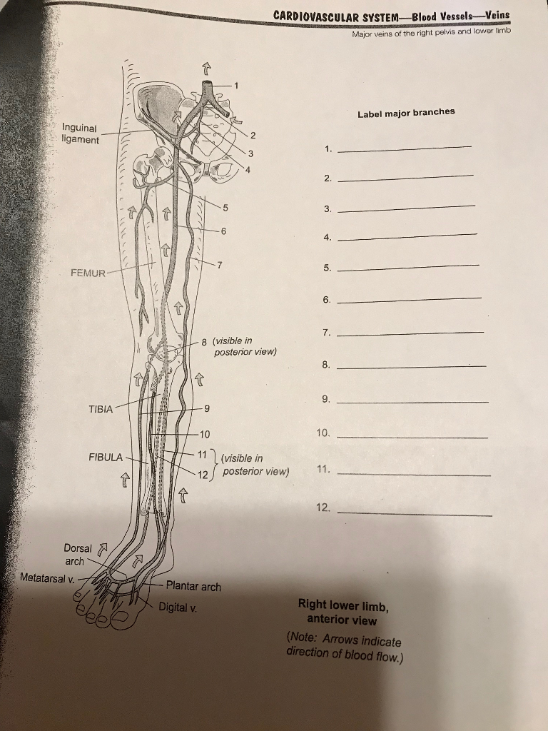 Inguinal
ligament
FEMUR
TIBIA
Metatarsal v.
FIBULA
Dorsal
arch
↑
14
8 (visible in
9
Digital v.
10
11
12
7
CARDIOVASCULAR SYSTEM-Blood Vessels-Veins
Major veins of the right pelvis and lower limb
posterior view)
Plantar arch
(visible in
posterior view)
2.
3.
4.
5.
6.
7.
8.
9.
10.
11.
12.
Label major branches
Right lower limb,
anterior view
(Note: Arrows indicate
direction of blood flow.)