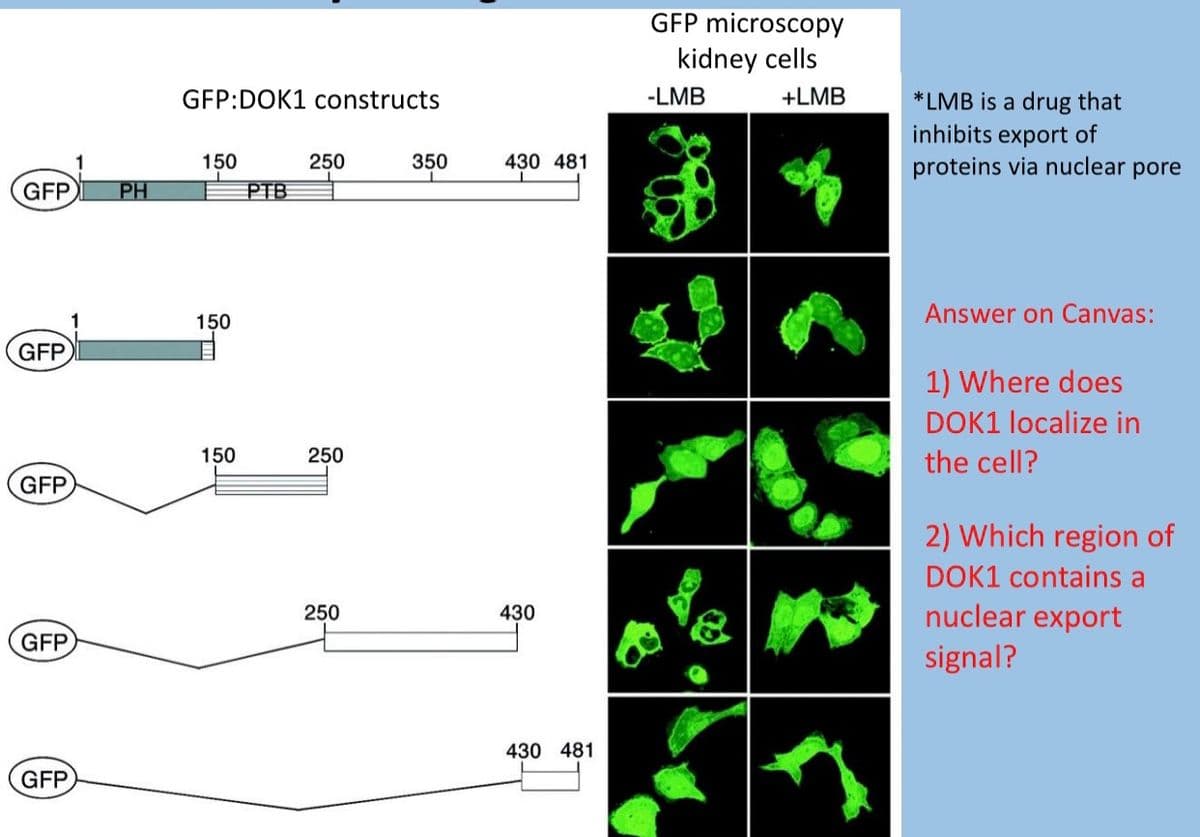 GFP
GFP
GFP
GFP
GFP
PH
GFP:DOK1 constructs
150
150
150
PTB
250
250
250
350
430 481
430
430 481
GFP microscopy
kidney cells
-LMB
+LMB
*LMB is a drug that
inhibits export of
proteins via nuclear pore
Answer on Canvas:
1) Where does
DOK1 localize in
the cell?
2) Which region of
DOK1 contains a
nuclear export
signal?