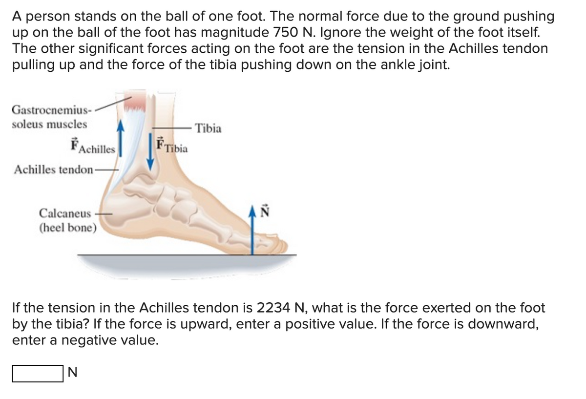 A person stands on the ball of one foot. The normal force due to the ground pushing
up on the ball of the foot has magnitude 750 N. Ignore the weight of the foot itself.
The other significant forces acting on the foot are the tension in the Achilles tendon
pulling up and the force of the tibia pushing down on the ankle joint.
Gastrocnemius-
soleus muscles
FAchilles
Achilles tendon-
Calcaneus
(heel bone)
Tibia
N
Tibia
AN
If the tension in the Achilles tendon is 2234 N, what is the force exerted on the foot
by the tibia? If the force is upward, enter a positive value. If the force is downward,
enter a negative value.