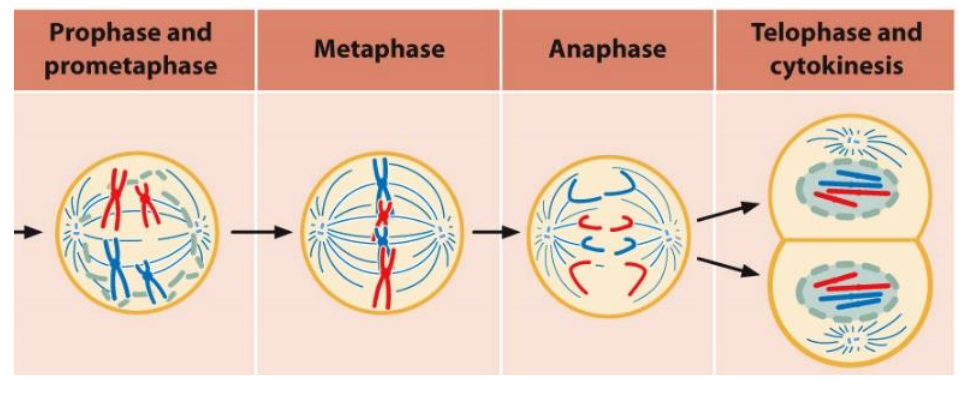Prophase and
prometaphase
Telophase and
cytokinesis
Metaphase
Anaphase
