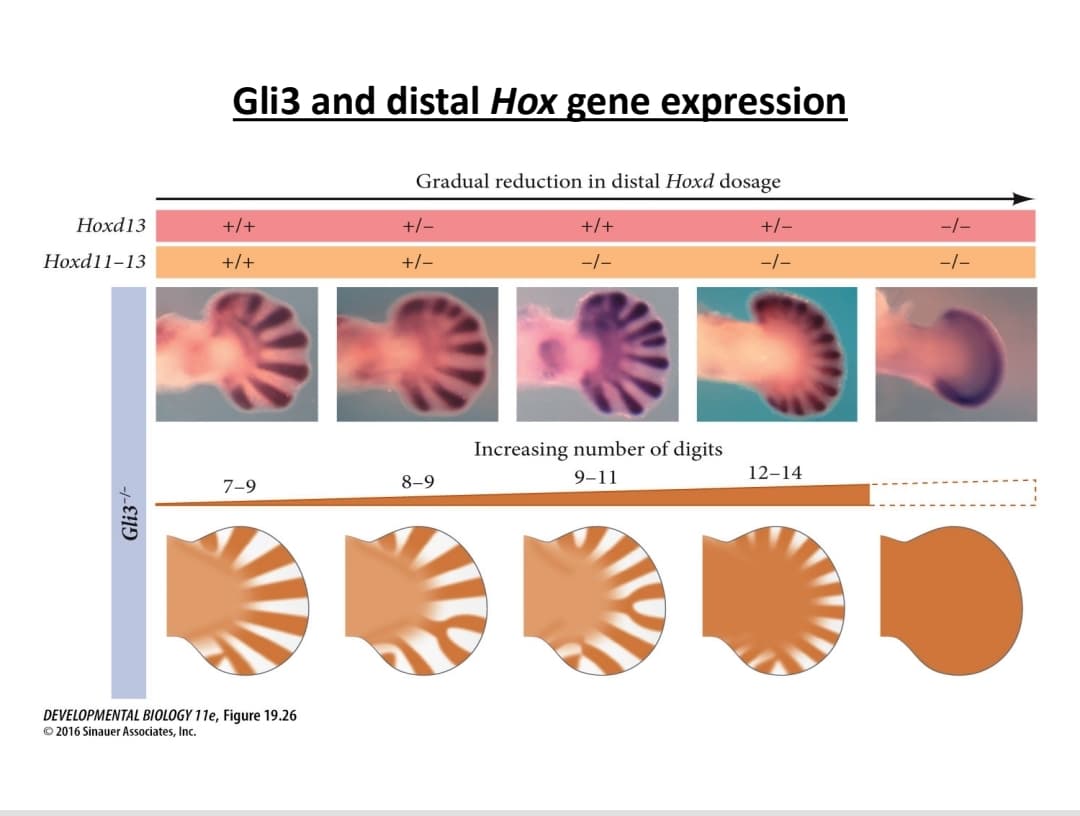 Gli3 and distal Hox gene expression
Gradual reduction in distal Hoxd dosage
Hoxd13
+/+
+/-
+/+
+/-
-|-
Hoxd11-13
+/+
+/-
-/-
-/-
-/-
Increasing number of digits
9-11
12-14
7-9
8-9
DEVELOPMENTAL BIOLOGY 11e, Figure 19.26
© 2016 Sinauer Associates, Inc.
Gli3-
