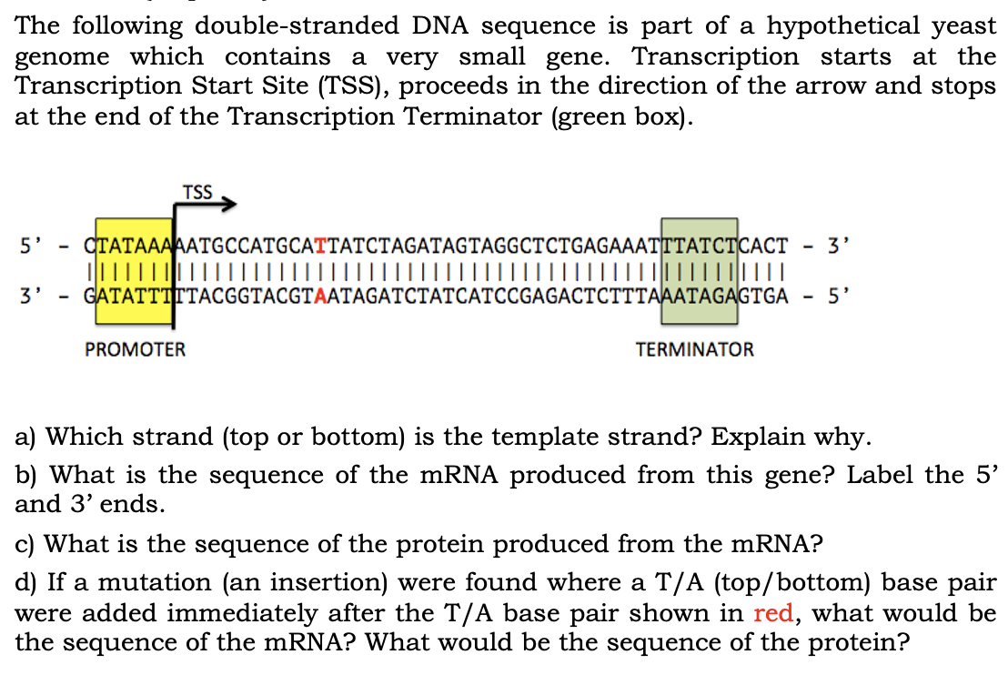 The following double-stranded DNA sequence is part of a hypothetical yeast
genome which contains a very small gene. Transcription starts at the
Transcription Start Site (TSS), proceeds in the direction of the arrow and stops
at the end of the Transcription Terminator (green box).
5'
3'
TSS
CTATAAAAATGCCATGCATTATCTAGATAGTAGGCTCTGAGAAATTTATCTCACT
| | | | | | | | | |
GATATTTTTACGGTACGTAATAGATCTATCATCCGAGACTCTTTAAATAGAGTGA - 5'
PROMOTER
TERMINATOR
3'
a) Which strand (top or bottom) is the template strand? Explain why.
b) What is the sequence of the mRNA produced from this gene? Label the 5'
and 3' ends.
c) What is the sequence of the protein produced from the mRNA?
d) If a mutation (an insertion) were found where a T/A (top/bottom) base pair
were added immediately after the T/A base pair shown in red, what would be
the sequence of the mRNA? What would be the sequence of the protein?