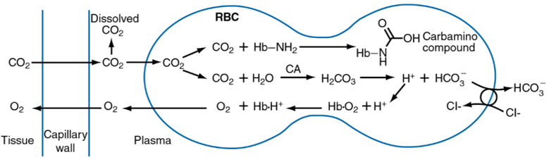 Dissolved
CO2
RBC
OH Carbamino
Hb-N
CO2 + Hb-NH2
compound
CO2
CO2
CA
CO2 + H20
H* + HCO,
H2CO3
-HCO
O2
O2 + Hb-H*
Hb-O2 +H*
CI-
CI-
Tissue Capillary
wall
Plasma
