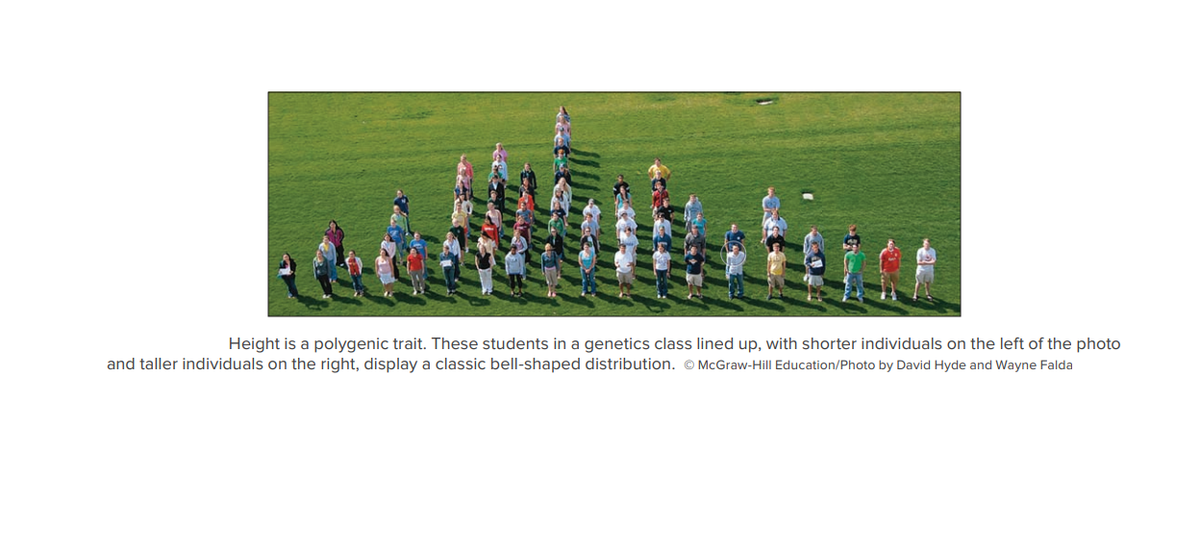 Height is a polygenic trait. These students in a genetics class lined up, with shorter individuals on the left of the photo
and taller individuals on the right, display a classic bell-shaped distribution. © McGraw-Hill Education/Photo by David Hyde and Wayne Falda
