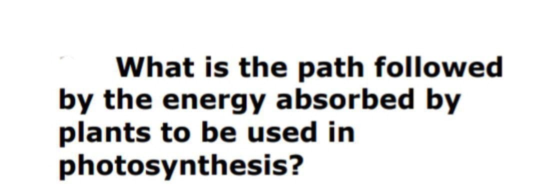 What is the path followed
by the energy absorbed by
plants to be used in
photosynthesis?
