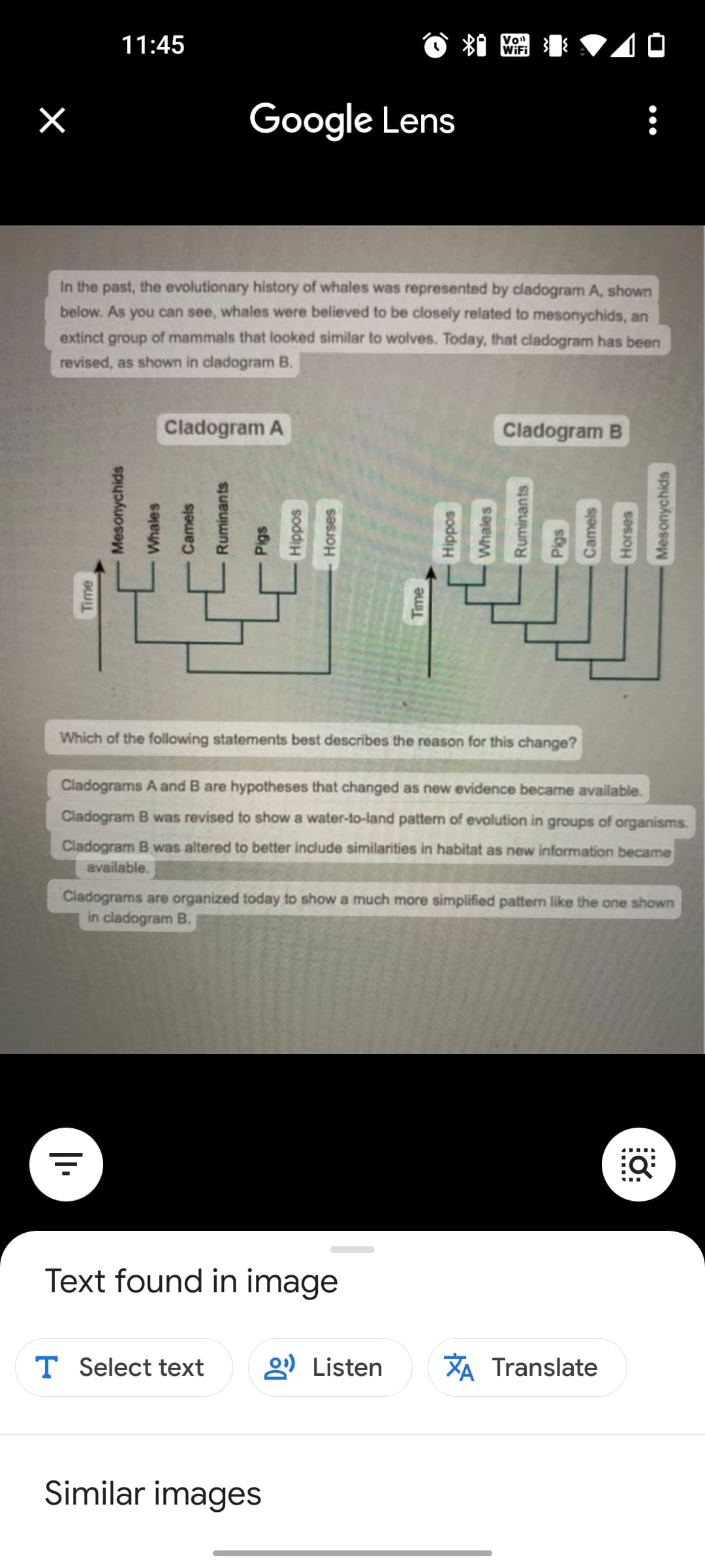 O 粉
*1 Wiri
11:45
Von
Google Lens
In the past, the evolutionary history of whales was represented by cladogram A, shown
below. As you can see, whales were believed to be closely related to mesonychids, an
extinct group of mammals that looked similar to wolves. Today, that cladogram has been
revised, as shown in cladogram B.
Cladogram A
Cladogram B
oolcool
Which of the following statements best describes the reason for this change?
Cladograms A and B are hypotheses that changed as new evidence became available.
Cladogram B was revised to show a water-to-land pattern of evolution in groups of organisms.
Cladogram B was altered to better include similarities in habitat as new information became
available.
Cladograms are organized today to show a much more simplified pattern like the one shown
in cladogram B.
Text found in image
T Select text
2) Listen
XA Translate
Similar images
Time
