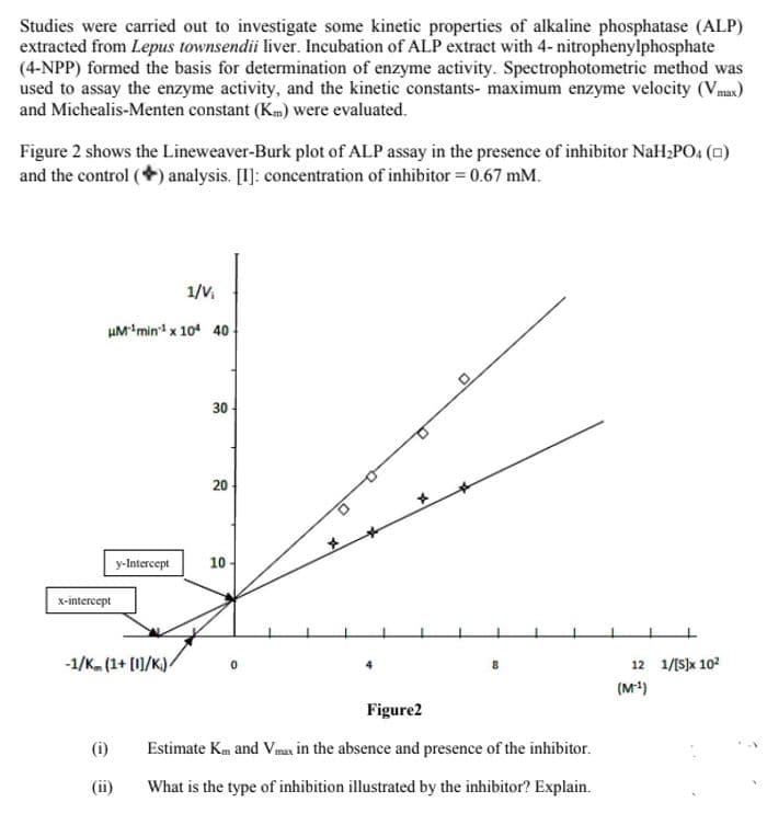 Studies were carried out to investigate some kinetic properties of alkaline phosphatase (ALP)
extracted from Lepus townsendii liver. Incubation of ALP extract with 4- nitrophenylphosphate
(4-NPP) formed the basis for determination of enzyme activity. Spectrophotometric method was
used to assay the enzyme activity, and the kinetic constants- maximum enzyme velocity (Vmax)
and Michealis-Menten constant (Km) were evaluated.
Figure 2 shows the Lineweaver-Burk plot of ALP assay in the presence of inhibitor NaH;PO4 (0)
and the control (+) analysis. [I]: concentration of inhibitor = 0.67 mM.
1/V,
uM*min x 104 40-
30
20
y-Intercept
10
x-intercept
-1/K. (1+ [1]/K)/
12 1/[S)x 102
(M)
Figure2
(i)
Estimate Km and Vmax in the absence and presence of the inhibitor.
(ii)
What is the type of inhibition illustrated by the inhibitor? Explain.

