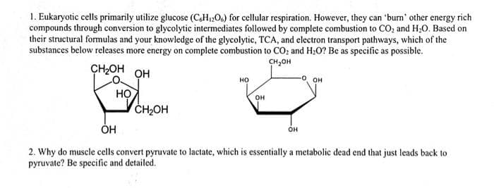 1. Eukaryotic cells primarily utilize glucose (CH2O.) for cellular respiration. However, they can 'burn' other energy rich
compounds through conversion to glycolytic intermediates followed by complete combustion to CO, and H;0. Based on
their structural formulas and your knowledge of the glycolytic, TCA, and electron transport pathways, which of the
substances below releases more energy on complete combustion to CO; and H;O? Be as specific as possible.
CH,OH
CH2OH
Он
но
он
HỌ
CH2OH
он
он
2. Why do muscle cells convert pyruvate to lactate, which is essentially a metabolic dead end that just leads back to
pyruvate? Be specific and detailed.
