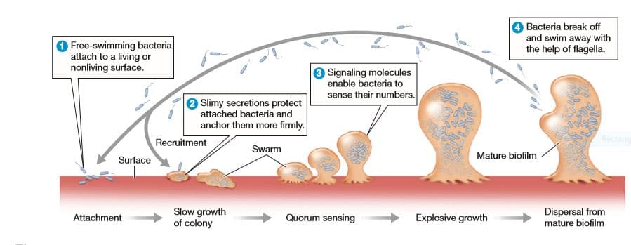 Bacteria break off
and swim away with
the help of flagella.
Free-swimming bacteria
attach to a living or
nonliving surface.
Signaling molecules
enable bacteria to
sense their numbers.
e Slimy secretions protect
attached bacteria and
anchor them more firmly.
Rectang
Recruitment
Swarm
Mature biofilm
Surface
Slow growth
of colony
Dispersal from
mature biofilm
Attachment
Quorum sensing
Explosive growth
