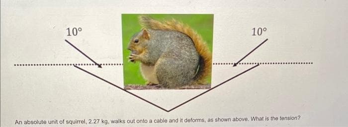 10⁰
10°
An absolute unit of squirrel, 2.27 kg, walks out onto a cable and it deforms, as shown above. What is the tension?