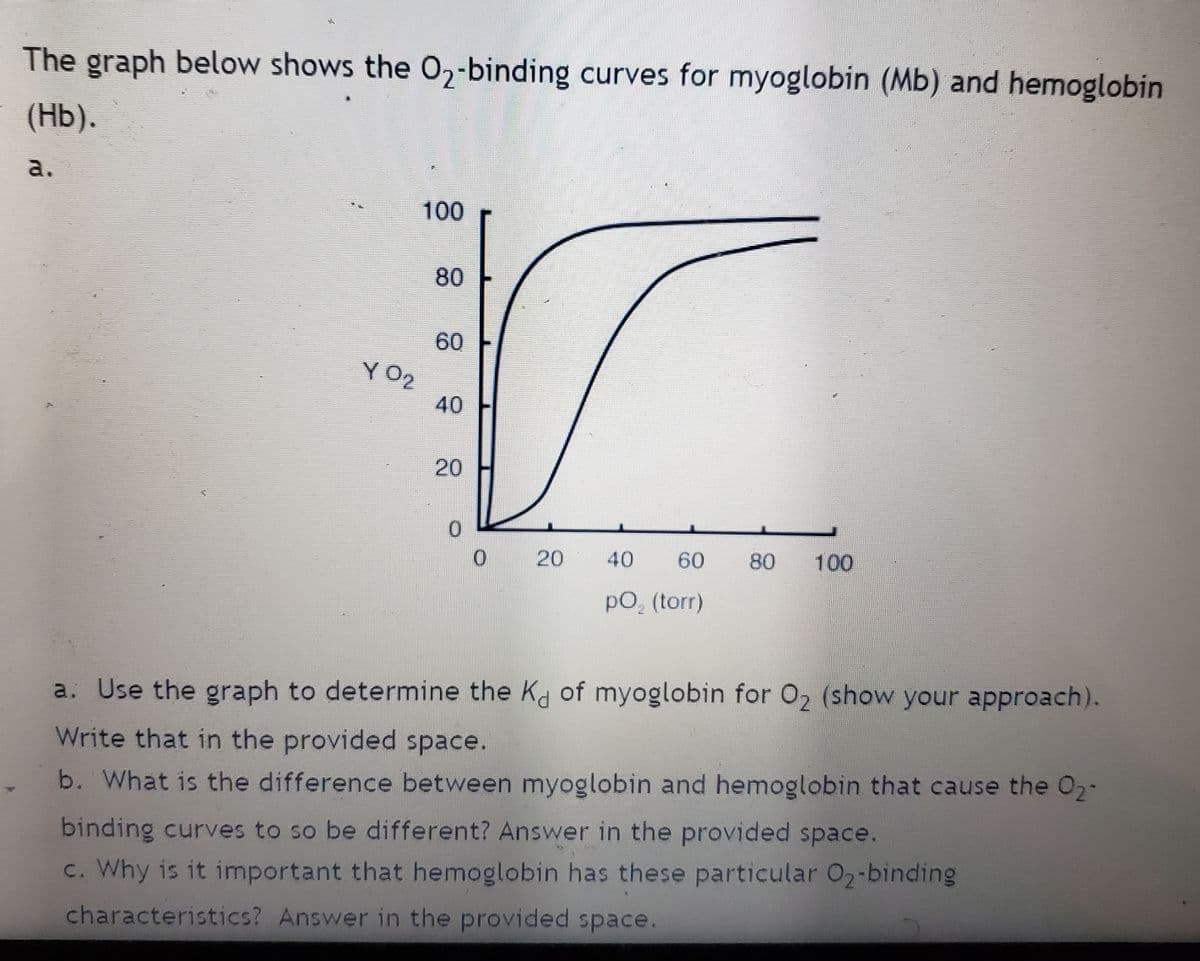 The graph below shows the O₂-binding curves for myoglobin (Mb) and hemoglobin
(Hb).
a.
100
80
60
40
20
0
0
20
40 60 80 100
pO₂ (torr)
a. Use the graph to determine the Kd of myoglobin for O₂ (show your approach).
Write that in the provided space.
b. What is the difference between myoglobin and hemoglobin that cause the O₂-
binding curves to so be different? Answer in the provided space.
c. Why is it important that hemoglobin has these particular O₂-binding
characteristics? Answer in the provided space.
YO₂