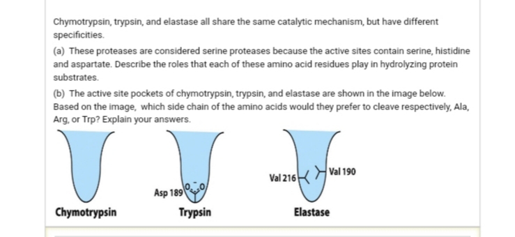 Chymotrypsin, trypsin, and elastase all share the same catalytic mechanism, but have different
specificities.
(a) These proteases are considered serine proteases because the active sites contain serine, histidine
and aspartate. Describe the roles that each of these amino acid residues play in hydrolyzing protein
substrates.
(b) The active site pockets of chymotrypsin, trypsin, and elastase are shown in the image below.
Based on the image, which side chain of the amino acids would they prefer to cleave respectively, Ala,
Arg, or Trp? Explain your answers.
Val 216
Val 190
Asp 189
Chymotrypsin
Trypsin
Elastase
