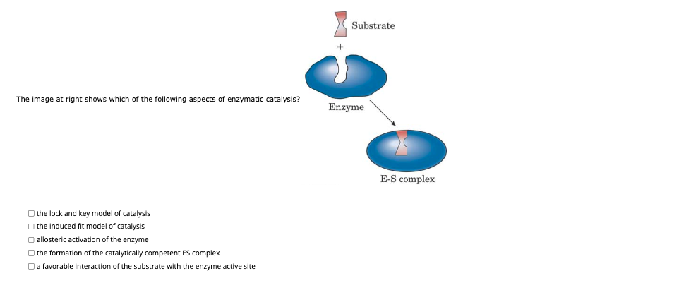 The image at right shows which of the following aspects of enzymatic catalysis?
the lock and key model of catalysis
the induced fit model of catalysis
allosteric activation of the enzyme
the formation of the catalytically competent ES complex
a favorable interaction of the substrate with the enzyme active site
Substrate
Enzyme
E-S complex