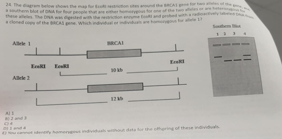 24. The diagram below shows the map for EcoRI restriction sites around the BRCA1 gene for two alleles of the gene, and
these alleles. The DNA was digested with the restriction enzyme EcoRI and probed with a radioactively labeled DNA from
a cloned copy of the BRCA1 gene. Which individual or individuals are homozygous for allele 1?
a southern blot of DNA for four people that are either homozygous for one of the two alleles or are heterozygous fo
Southern Blot
12 3
4
Allele 1
Allele 2
BRCA1
EcoRI
EcoRI
EcoRI
10 kb
L
A) 1
B) 2 and 3
C) 4
12 kb
D) 1 and 4
E) You cannot identify homozygous individuals without data for the offspring of these individuals.
==