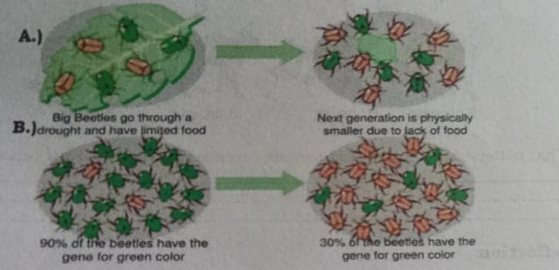 A.)
Big Beetles go through a
B.)drought and have limited food
Next generation is physically
smaller due to lack of fod
30% 6the beetles have the
90% of the beetles have the
gene for green color
gene for green color
